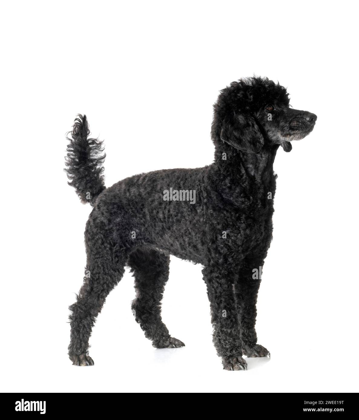 black poodle in front of white background Stock Photo - Alamy