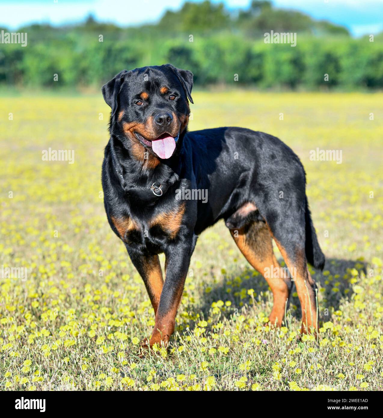 young rottweiler staying in the nature in summer Stock Photo