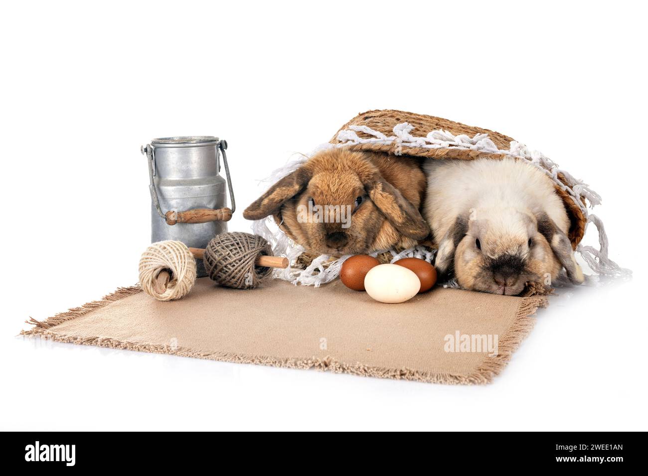 Lop rabbit in front of white background Stock Photo - Alamy