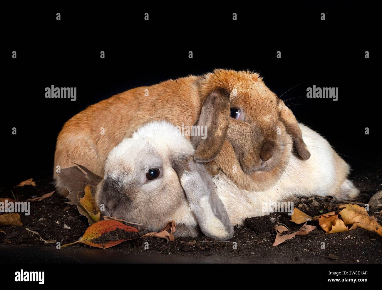 Lop rabbit in front of white background Stock Photo - Alamy