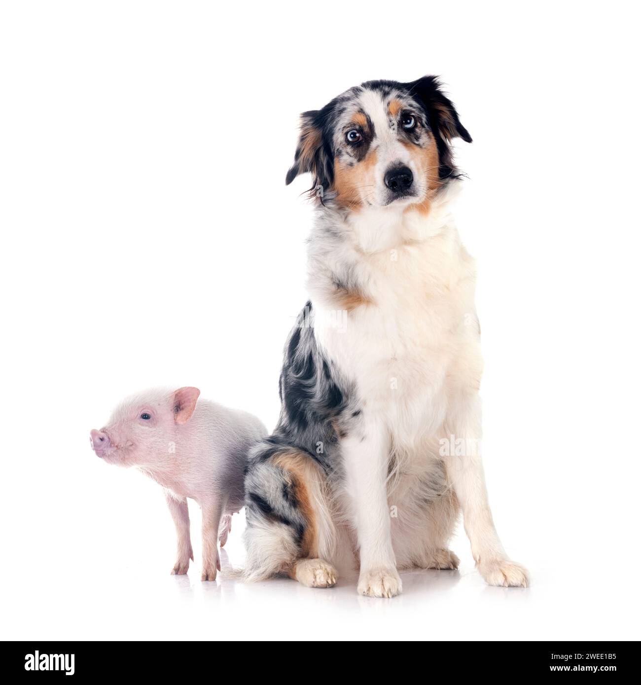 pink miniature pig and australian shepherd in front of white background Stock Photo