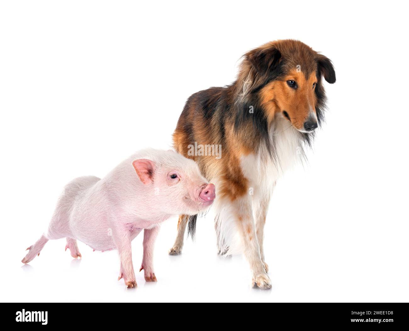 Shetland Sheepdog and pig in front of white background Stock Photo
