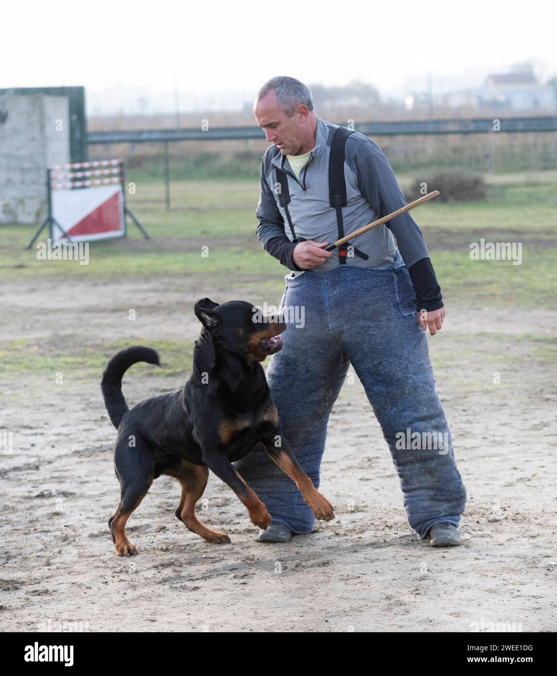 Sport Rottweiler Termination protection hi-res stock photography and images - Alamy