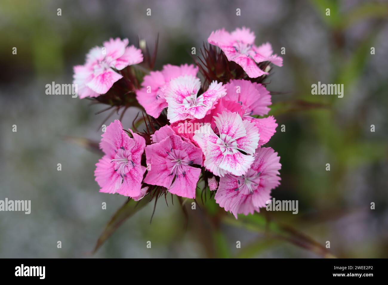 Single pink and white dianthus or sweet william flower Stock Photo