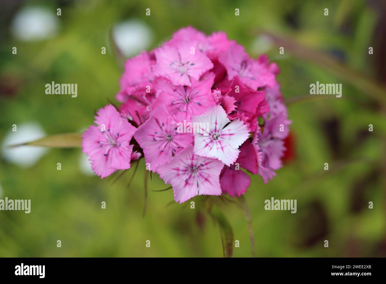 Single pink and white dianthus or sweet william flower Stock Photo