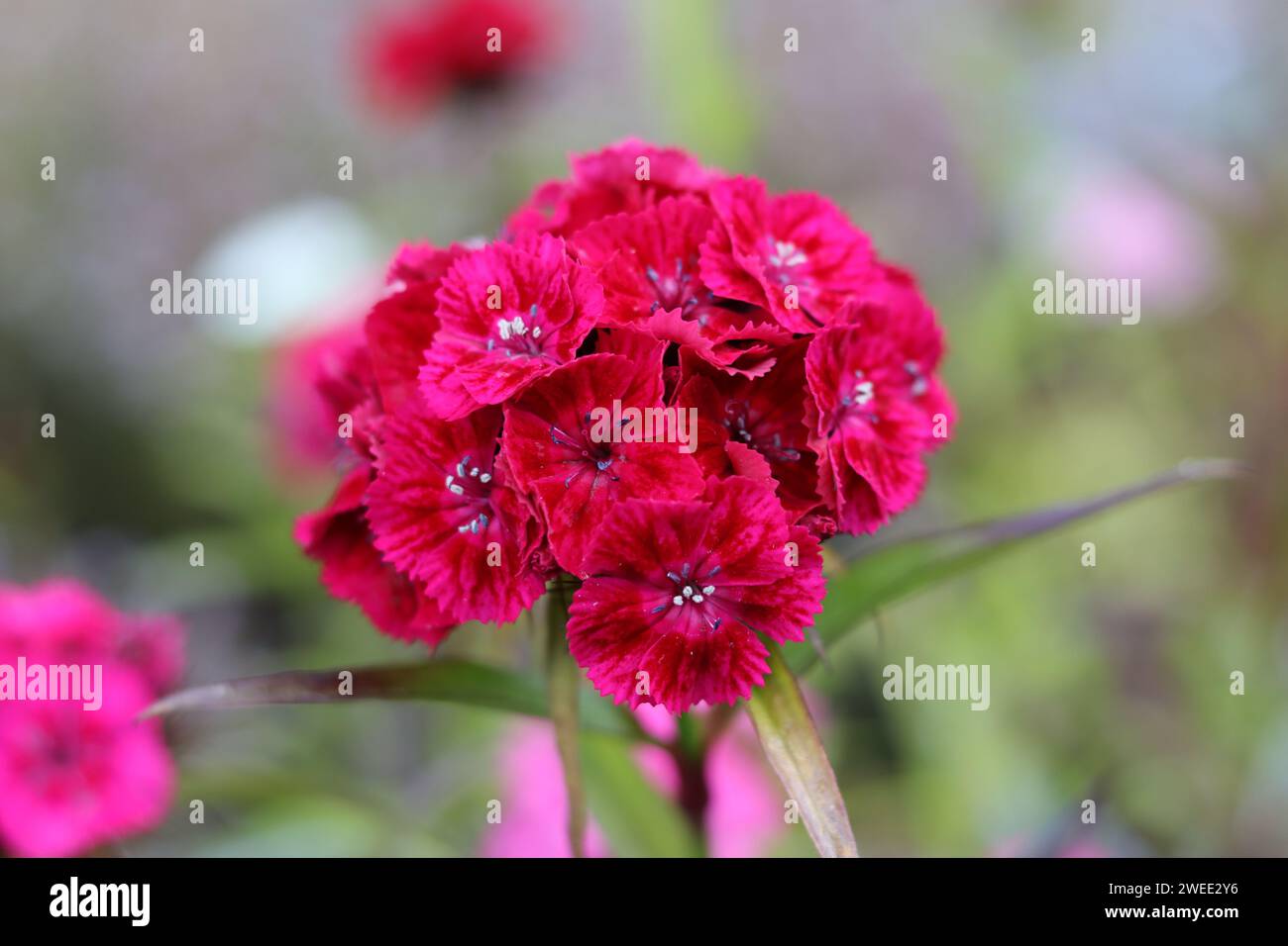 Single red dianthus or sweet william flower Stock Photo