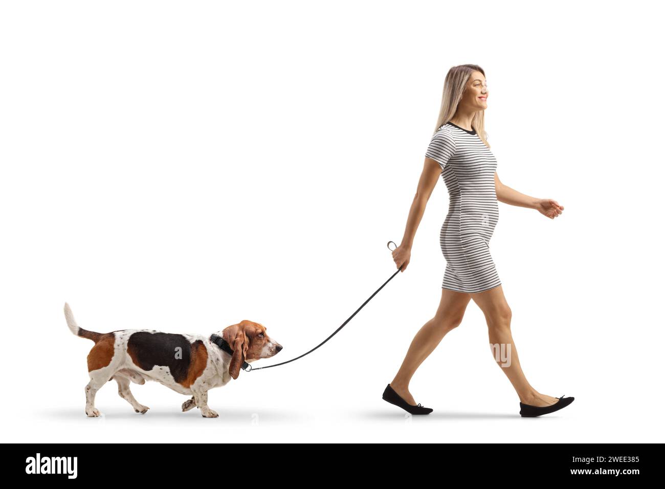 Full length profile shot of a casual young woman walking a basset hound dog on a lead isolated on white background Stock Photo