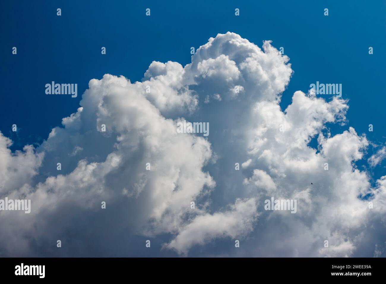 Large white cumulus cloud floating across the blue sky Stock Photo - Alamy