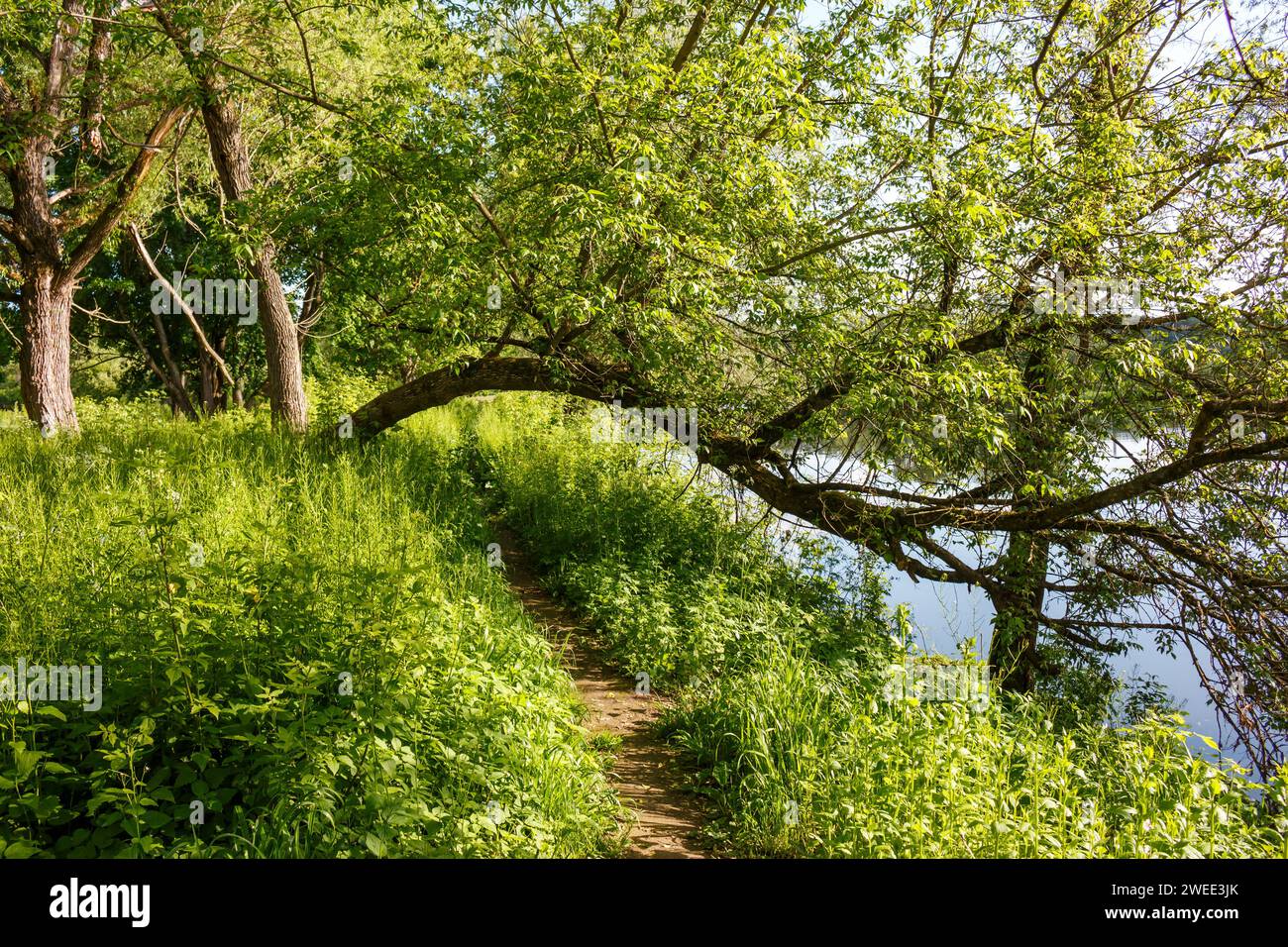 Trees bending over a path running along the river bank, a picturesque summer landscape Stock Photo