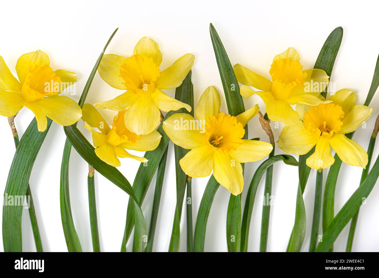 Beautiful yellow daffodils or narcissus isolated on white background. Blooming spring flowers, Easter bells. Spring greeting card, invitation card for Stock Photo