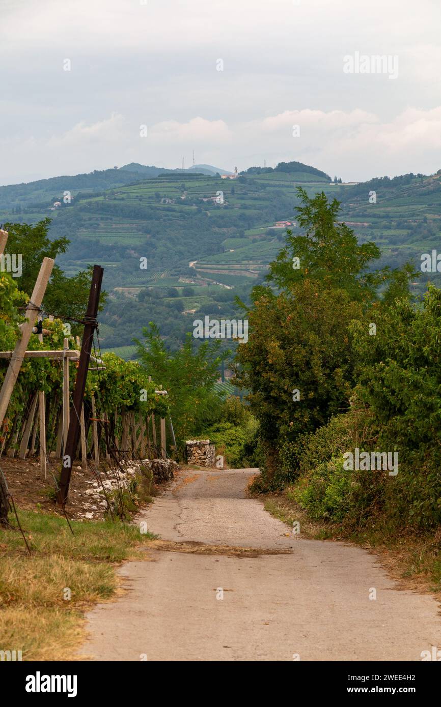 an old road runs through the Soave vineyards Stock Photo