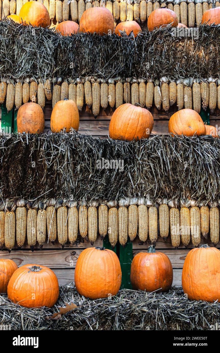 a composition of pumpkins made for the halloween party Stock Photo - Alamy