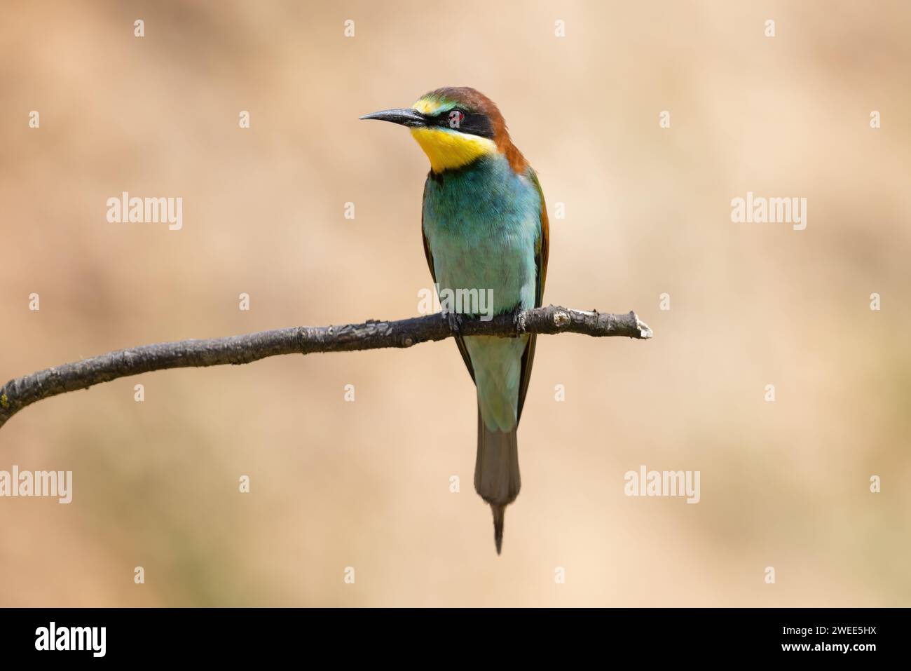 A bee eater perched on a branch, showcasing vibrant yellow, blue, and green feathers Stock Photo