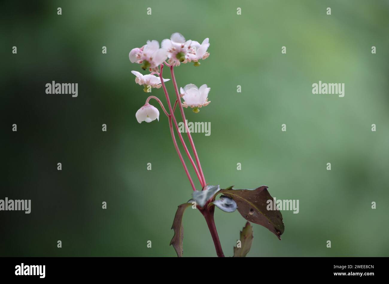 Wildflower in foreground hi-res stock photography and images - Alamy