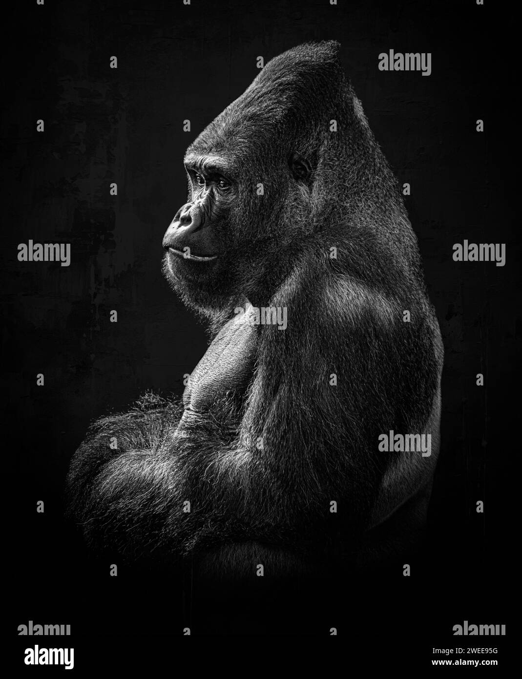The male gorilla shoots a look to photographers BLACKPOOL ZOO, ENGLAND ...