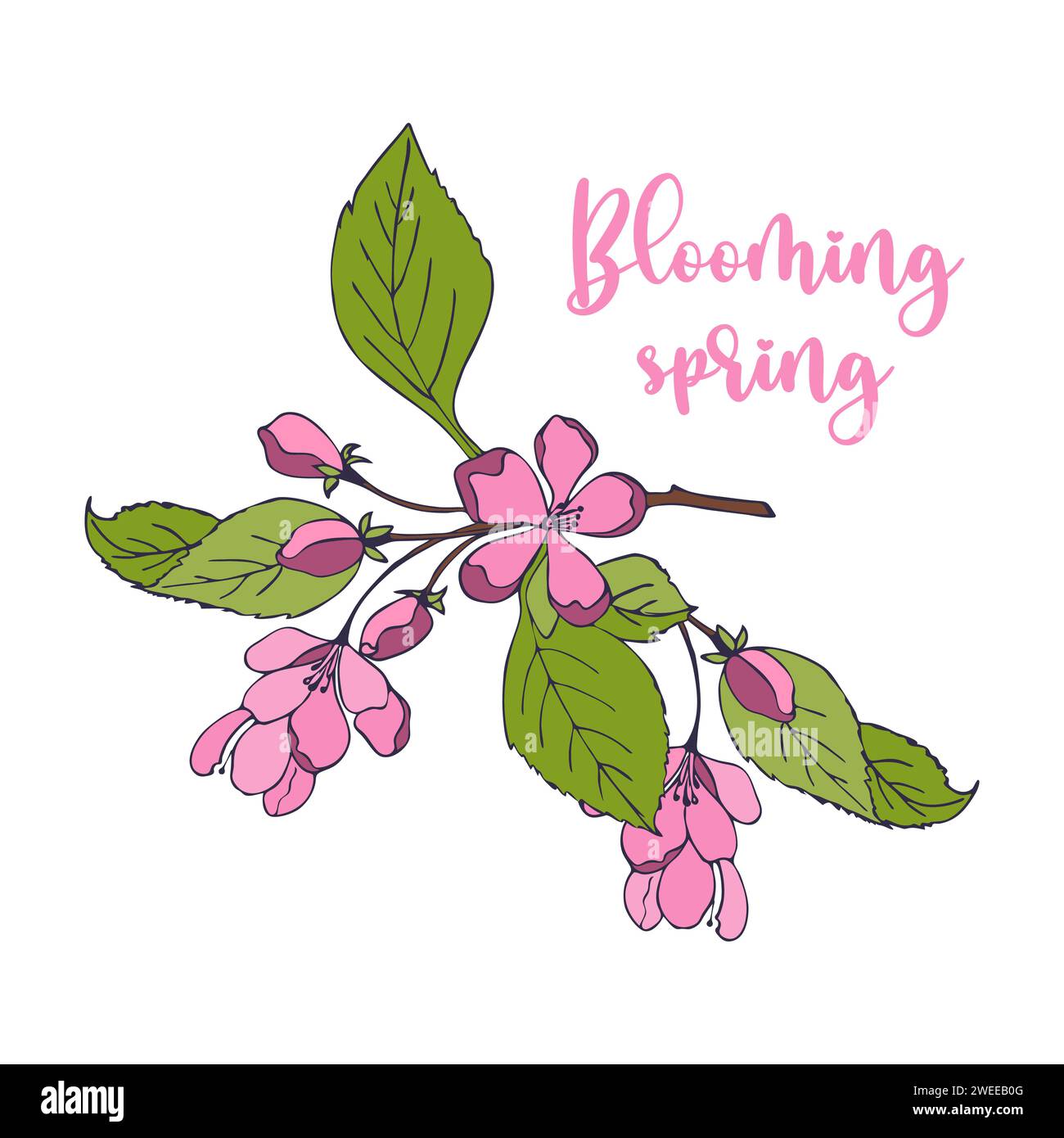 Cherry blossom branch with hand drawn sakura flower. Sakura on a white ...
