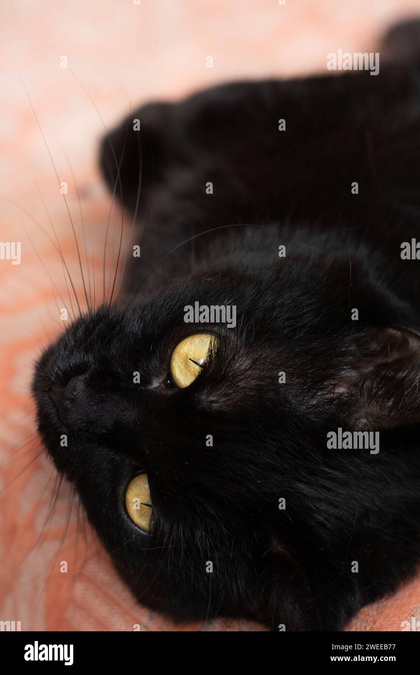 Photography of a domestic cat, a beloved pet and domestic animal. The image focuses on the cat's captivating animal eye, highlighting the charm and wa Stock Photo
