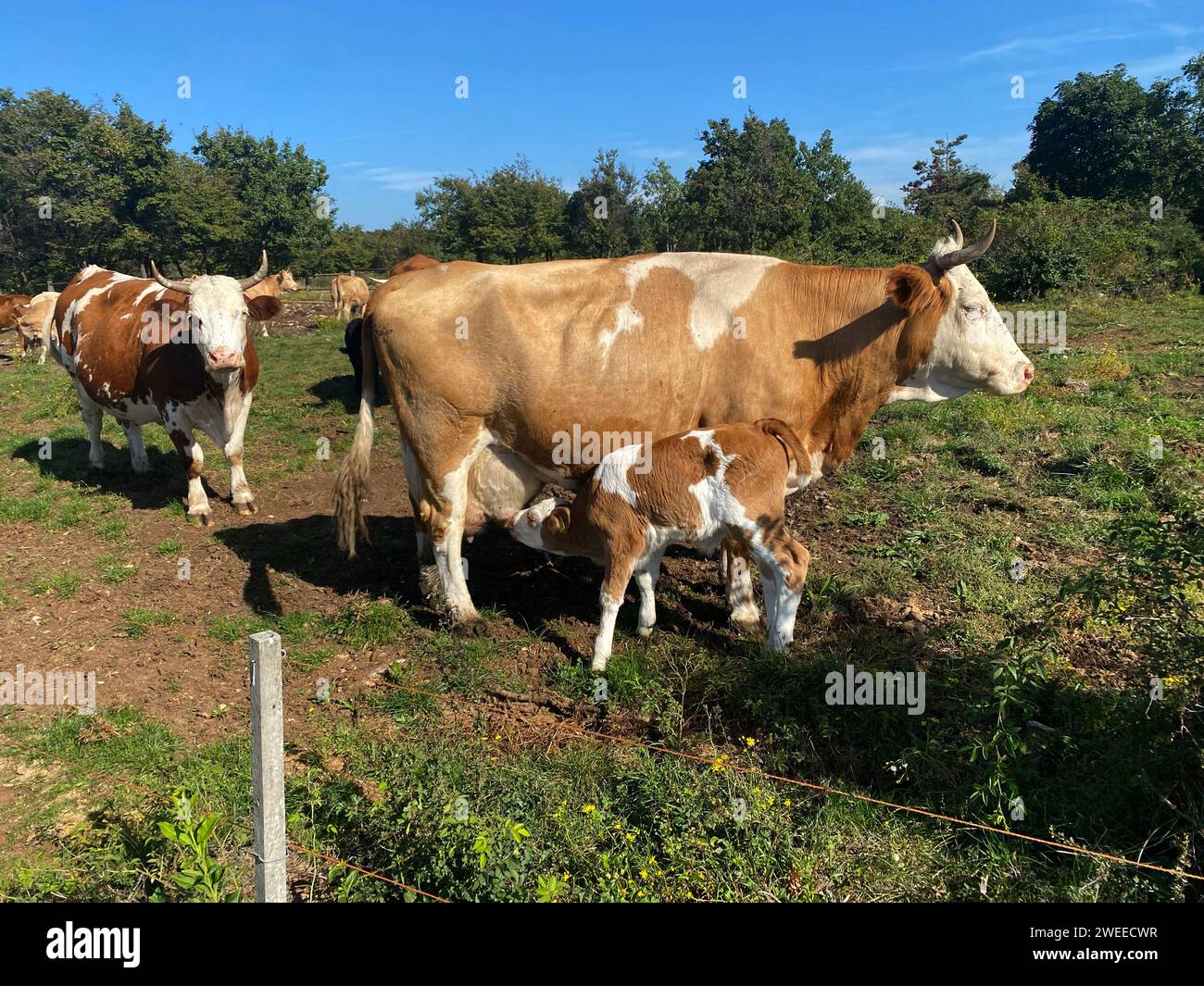 Brown Calf Drinking Milk from Mother Cow, Slovenia Stock Photo - Alamy