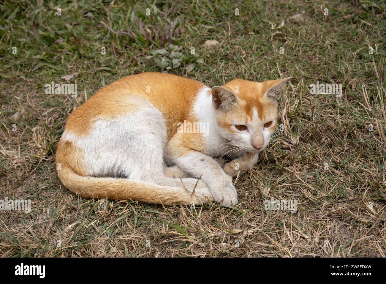 A cat is sitting on the grass in the garden. Stock Photo