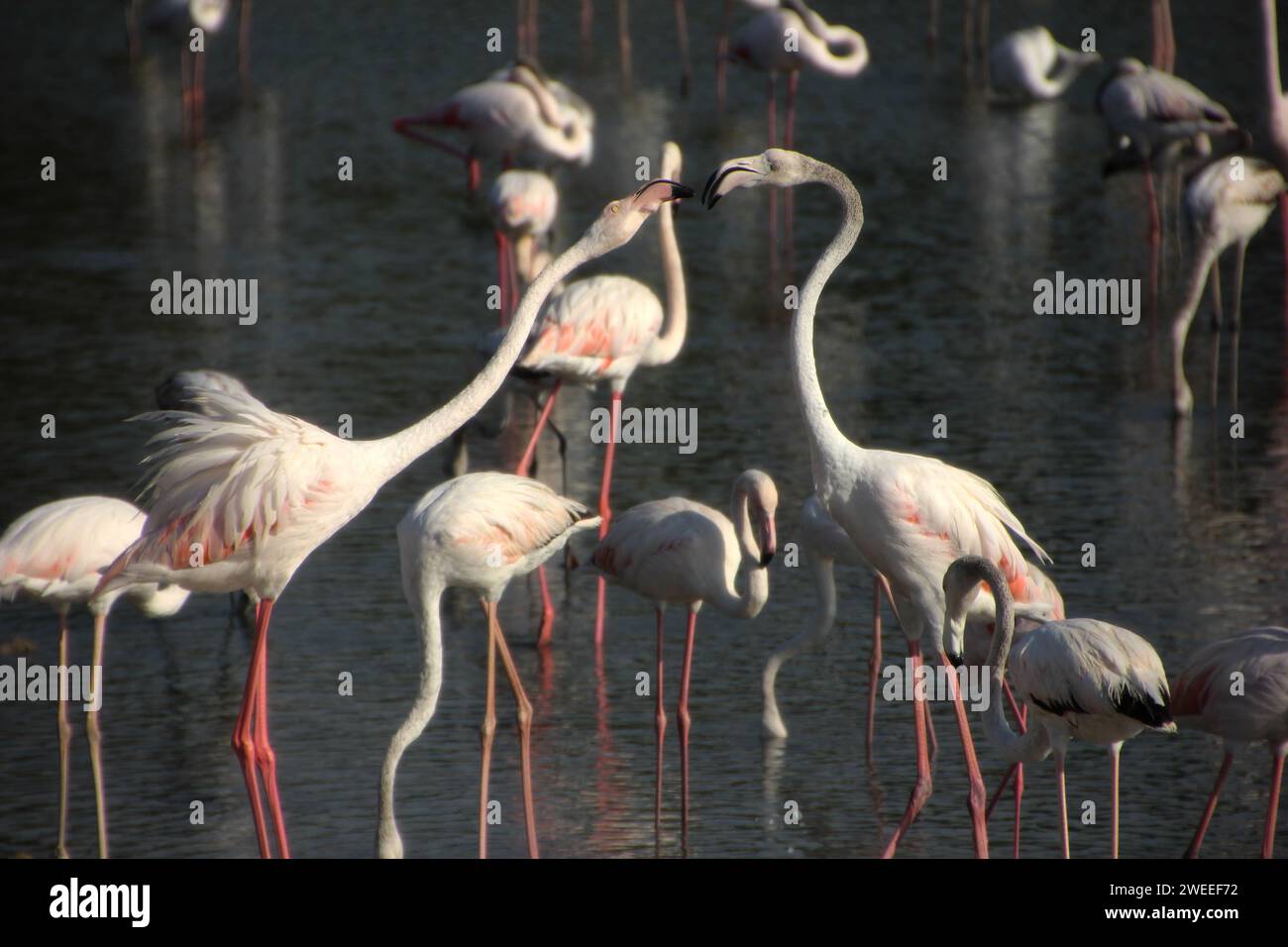 Flamingos fight Stock Photo