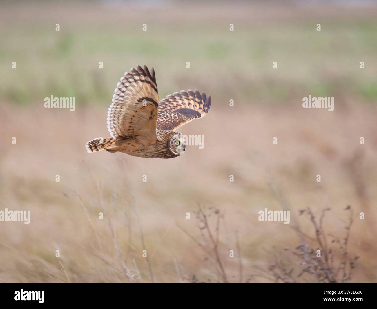 Short Eared Owl - hunting  Asio flammeus Wallasea island, Essex, UK BI039324 Stock Photo