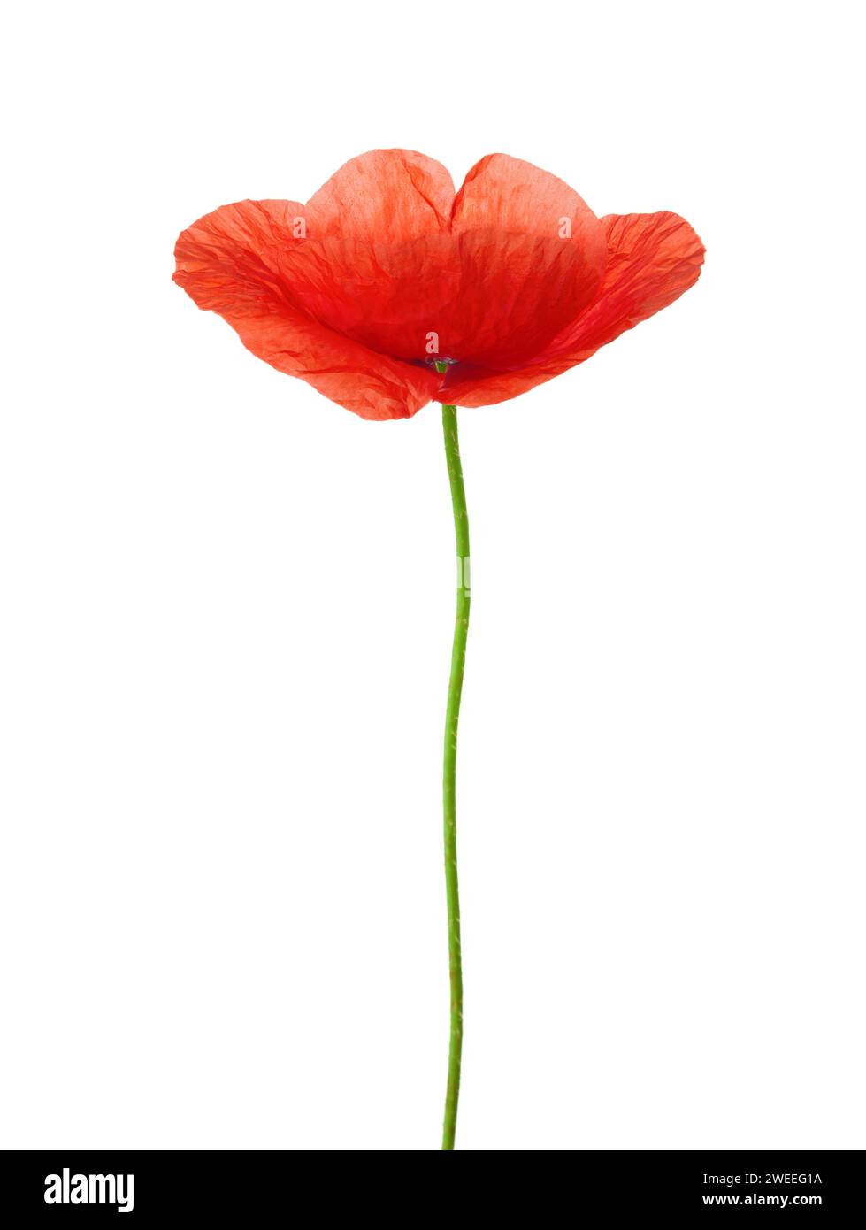 Red Poppy isolated on white background Stock Photo - Alamy