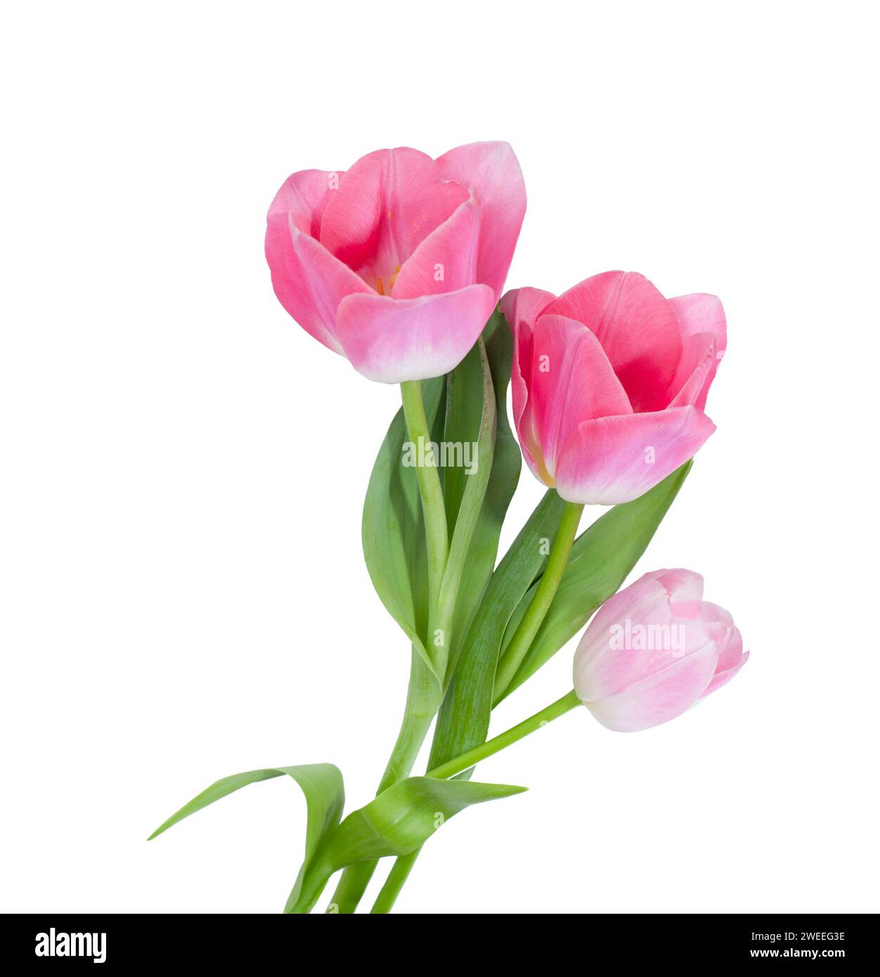 Three light pink Tulips isolated on white background Stock Photo - Alamy