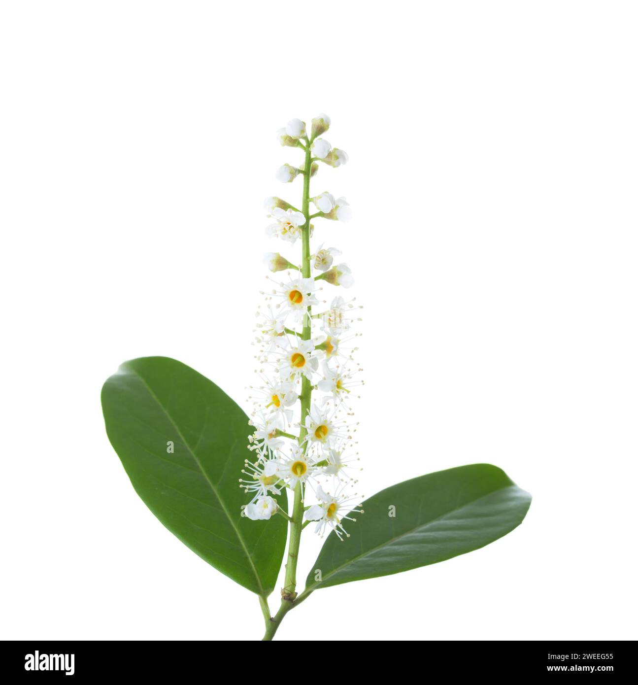 Cherry Laurel flowers  isolated on white background. Stock Photo