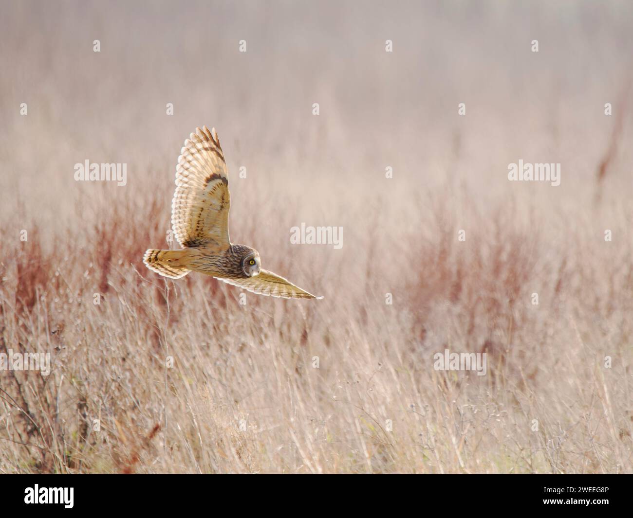 Short Eared Owl backlit in flight Asio flammeus Wallasea Island,Essex,UK BI039361 Stock Photo