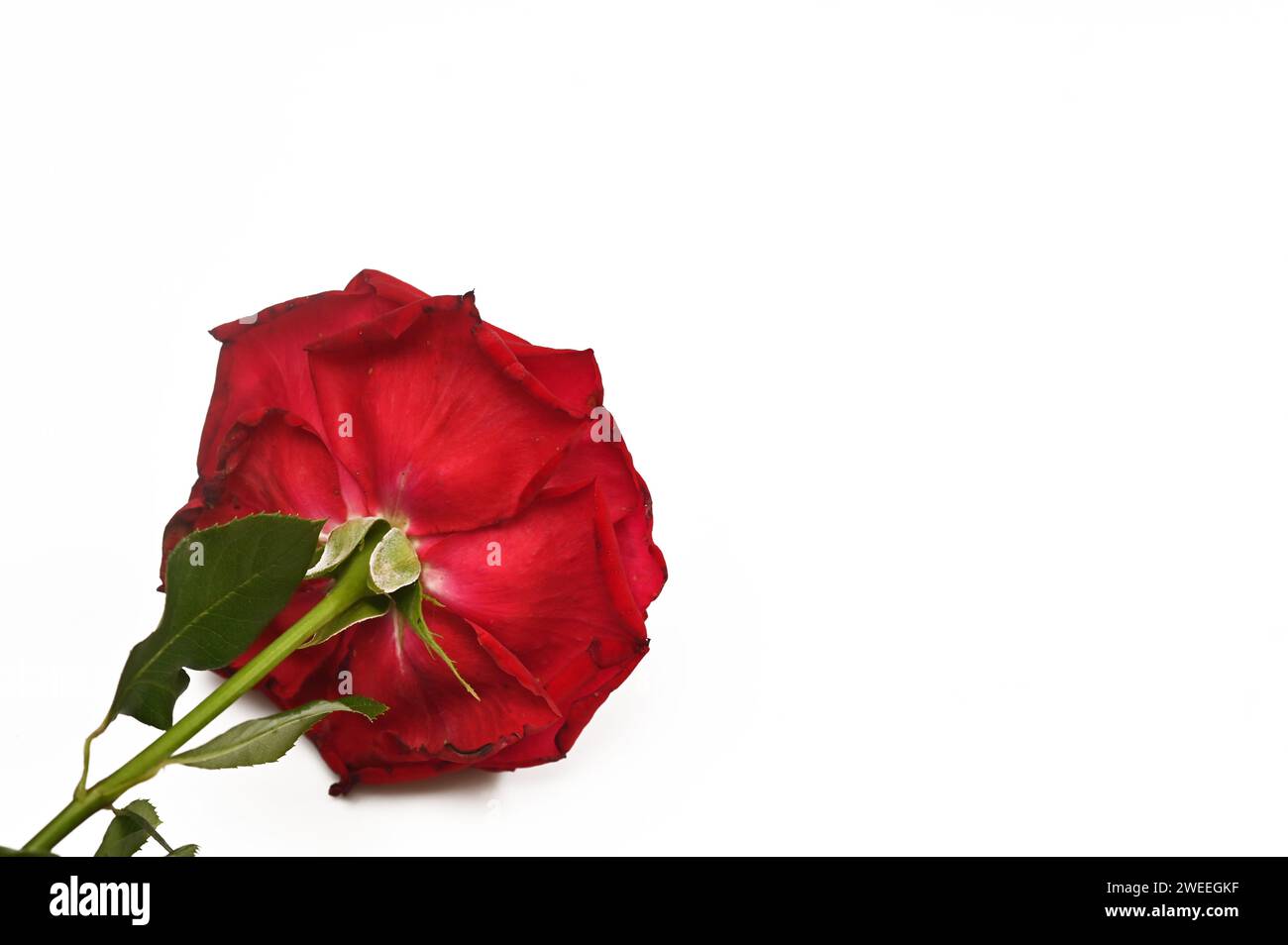 a red rose in close-up on a white background Stock Photo - Alamy