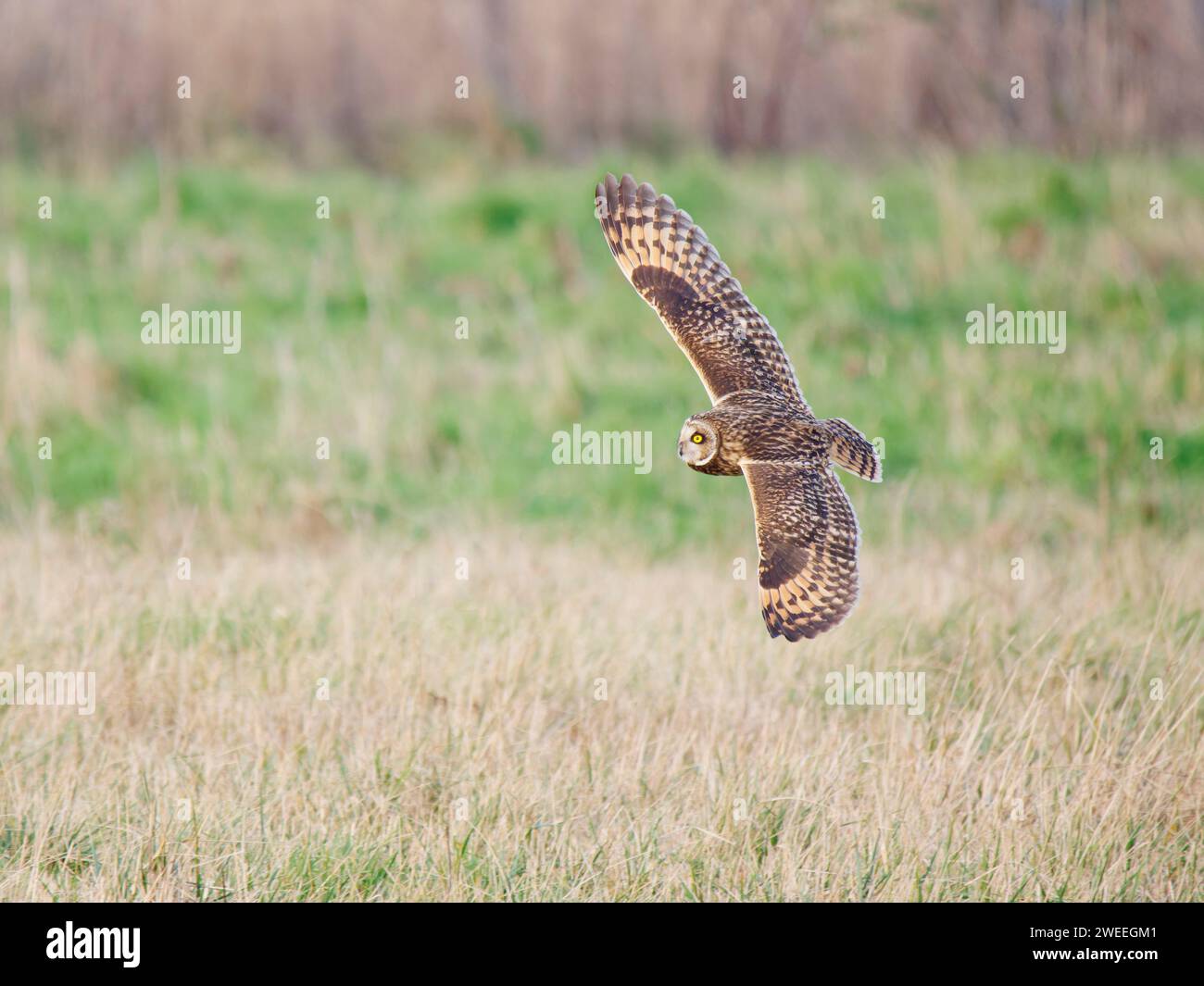 Short Eared Owl hunting over marshland Asio flammeus Wallasea Island,Essex,UK BI039400 Stock Photo