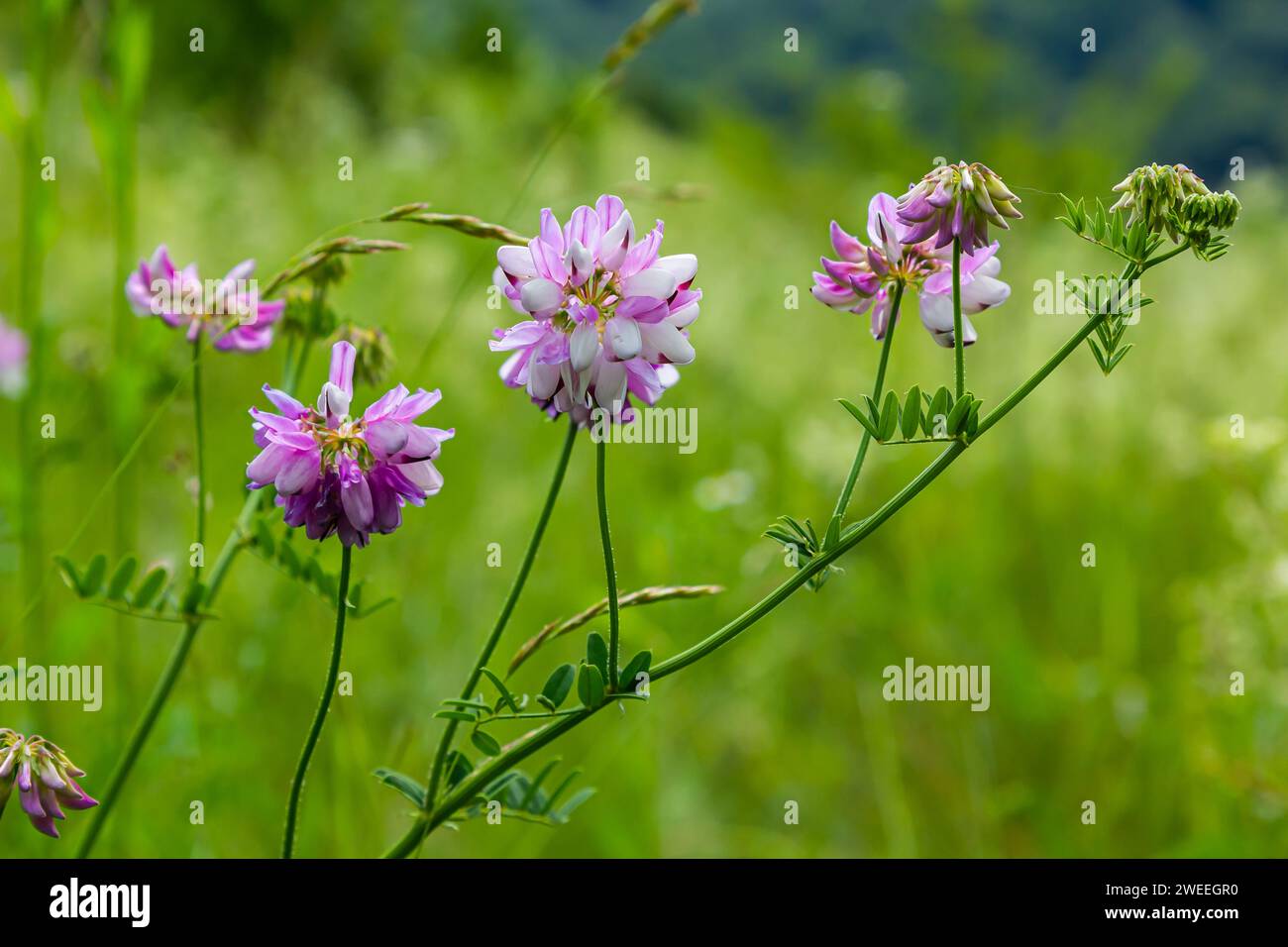 Securigera varia or Coronilla varia, commonly known as crownvetch or ...