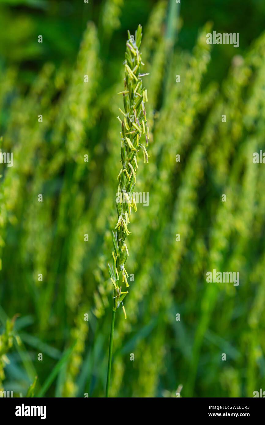 In the meadow, in the wild grows grass and weeds Elymus repens. Stock Photo