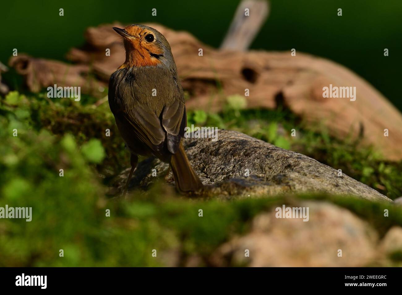 European robin (Erithacus rubecula) standing on a mossy stone. It is an important species near humans in biological control. Greece, Nea Peramos Stock Photo