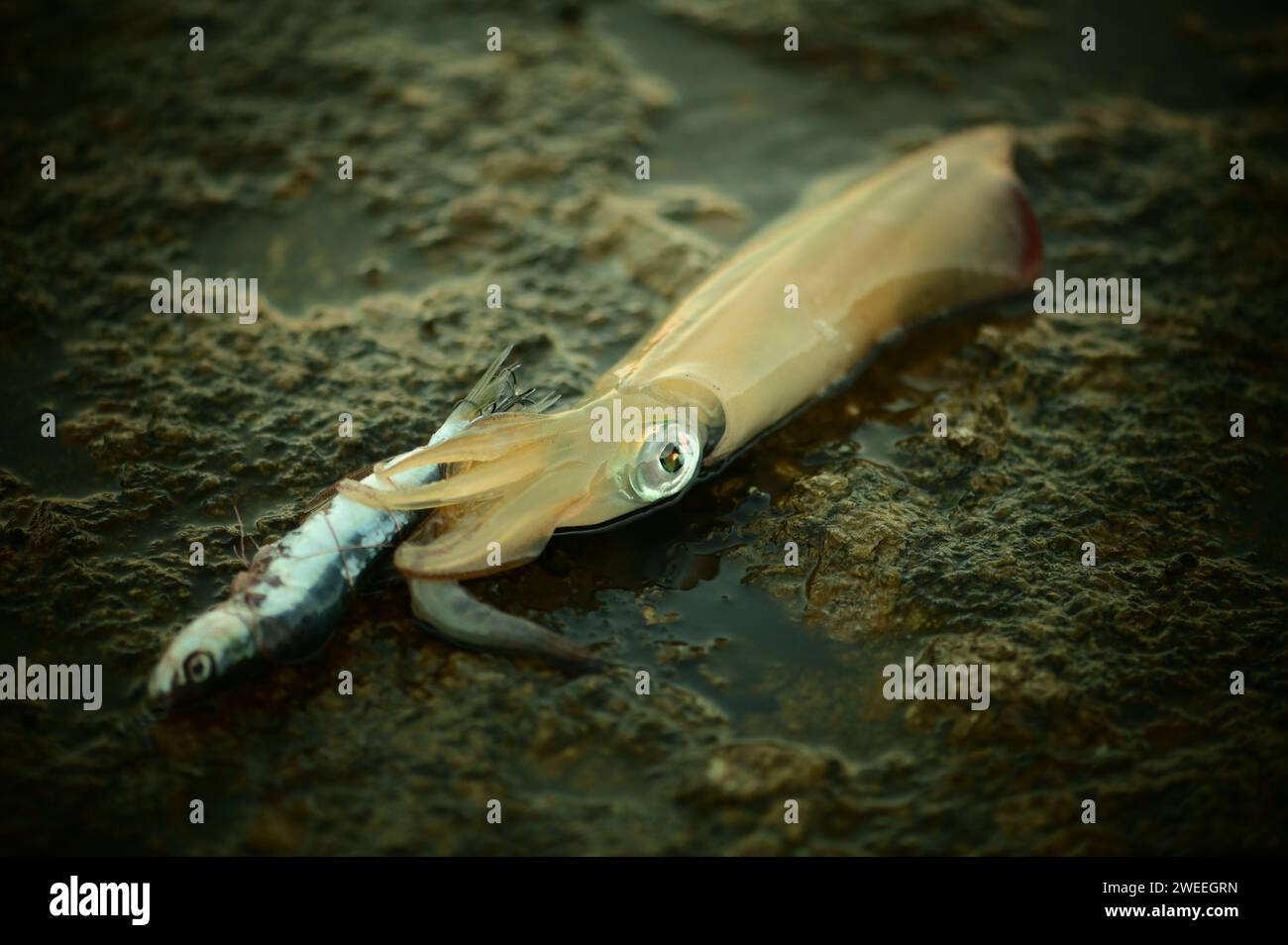 European squid or common squid (Loligo vulgaris) caught by spin fishing