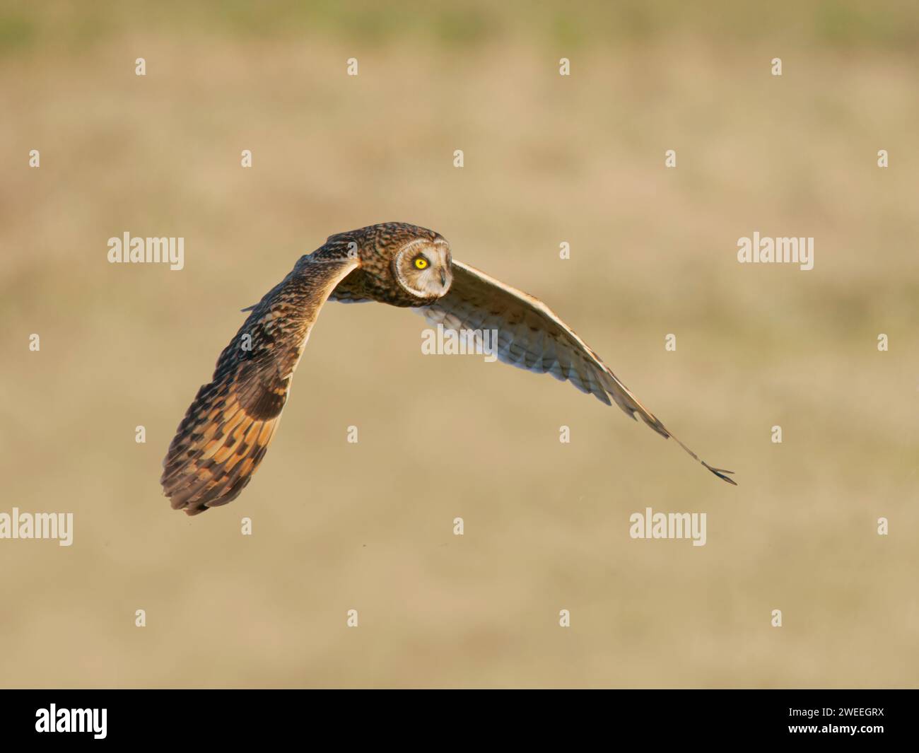 Short Eared Owl hunting over marshland Asio flammeus Wallasea Island,Essex,UK BI039418 Stock Photo