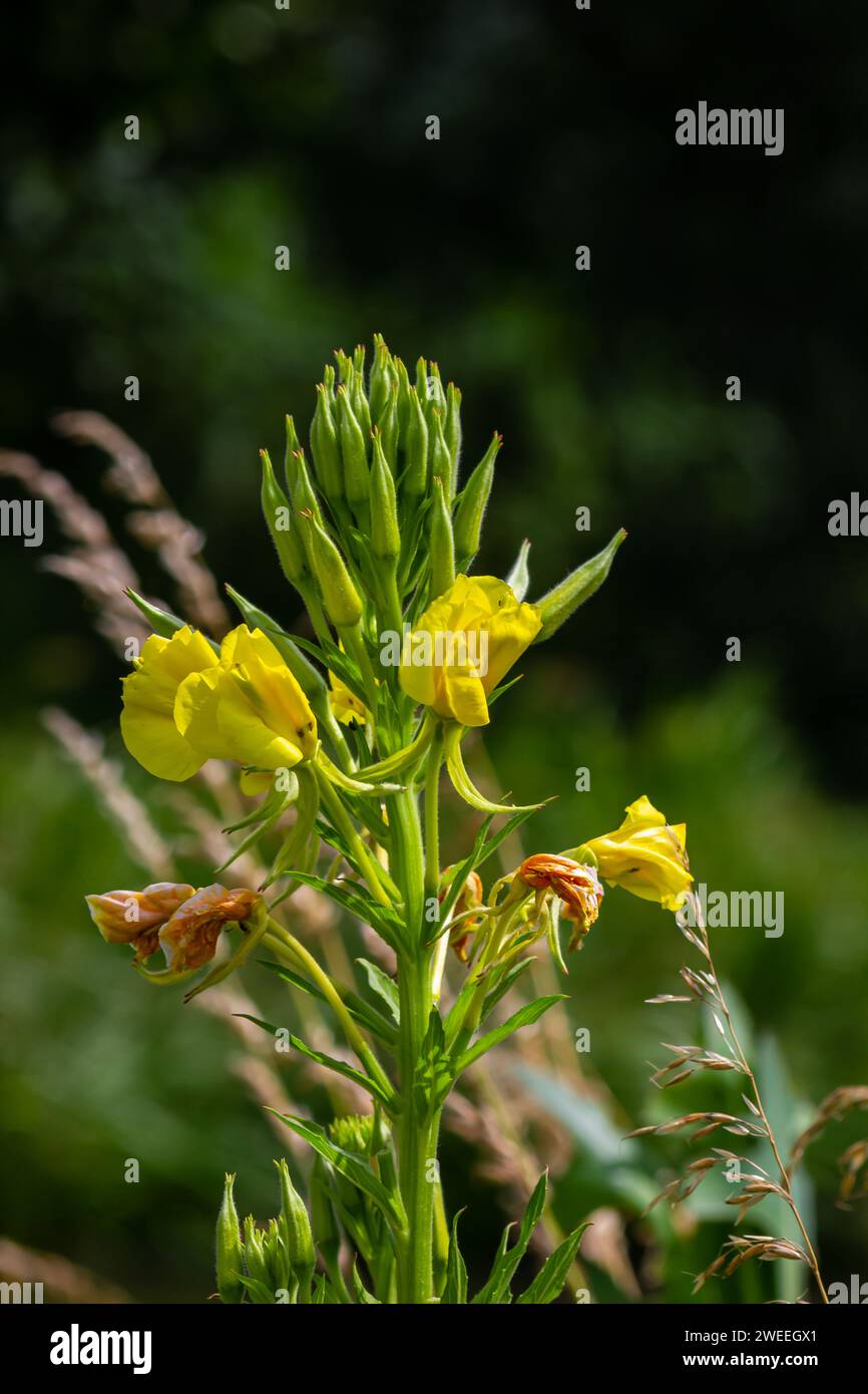 Yellow evening primrose Oenothera biennis, medicine plant for cosmetics, skin care and eczema. Stock Photo