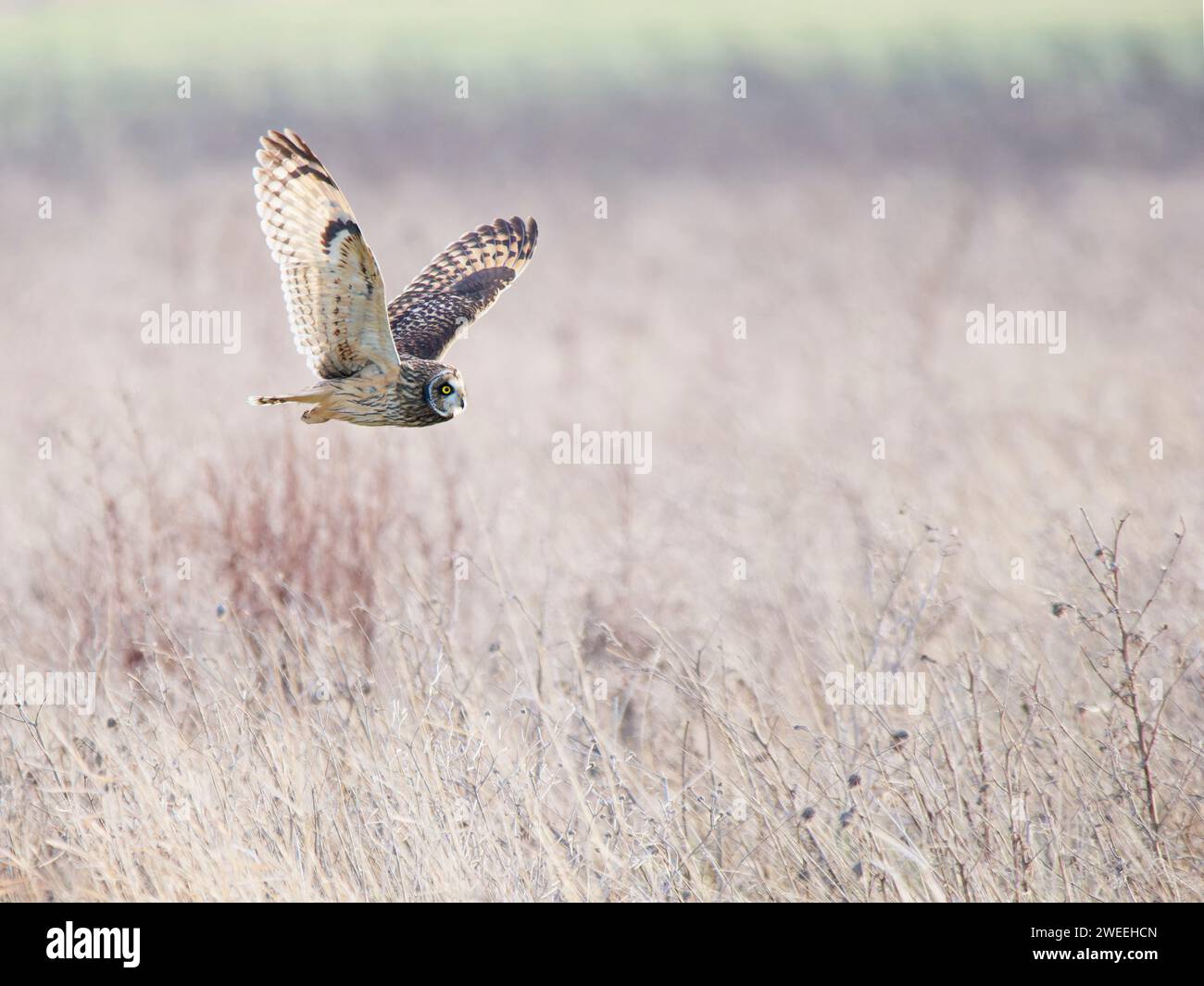 Short Eared Owl hunting over marshland Asio flammeus Wallasea Island,Essex,UK BI039484 Stock Photo