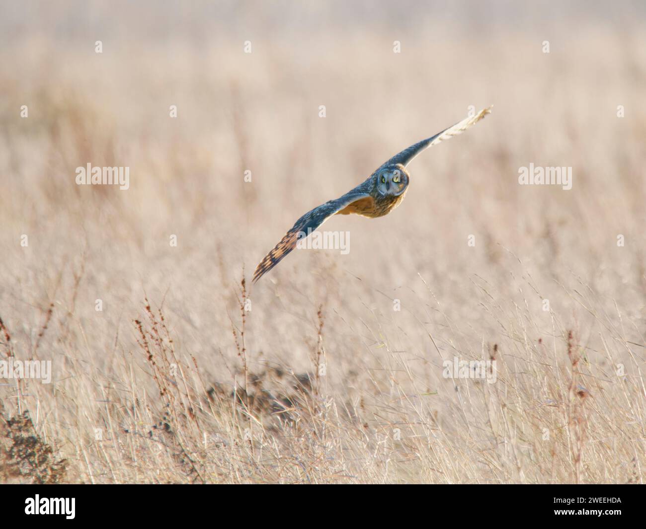 Short Eared Owl hunting over marshland Asio flammeus Wallasea Island,Essex,UK BI039492 Stock Photo