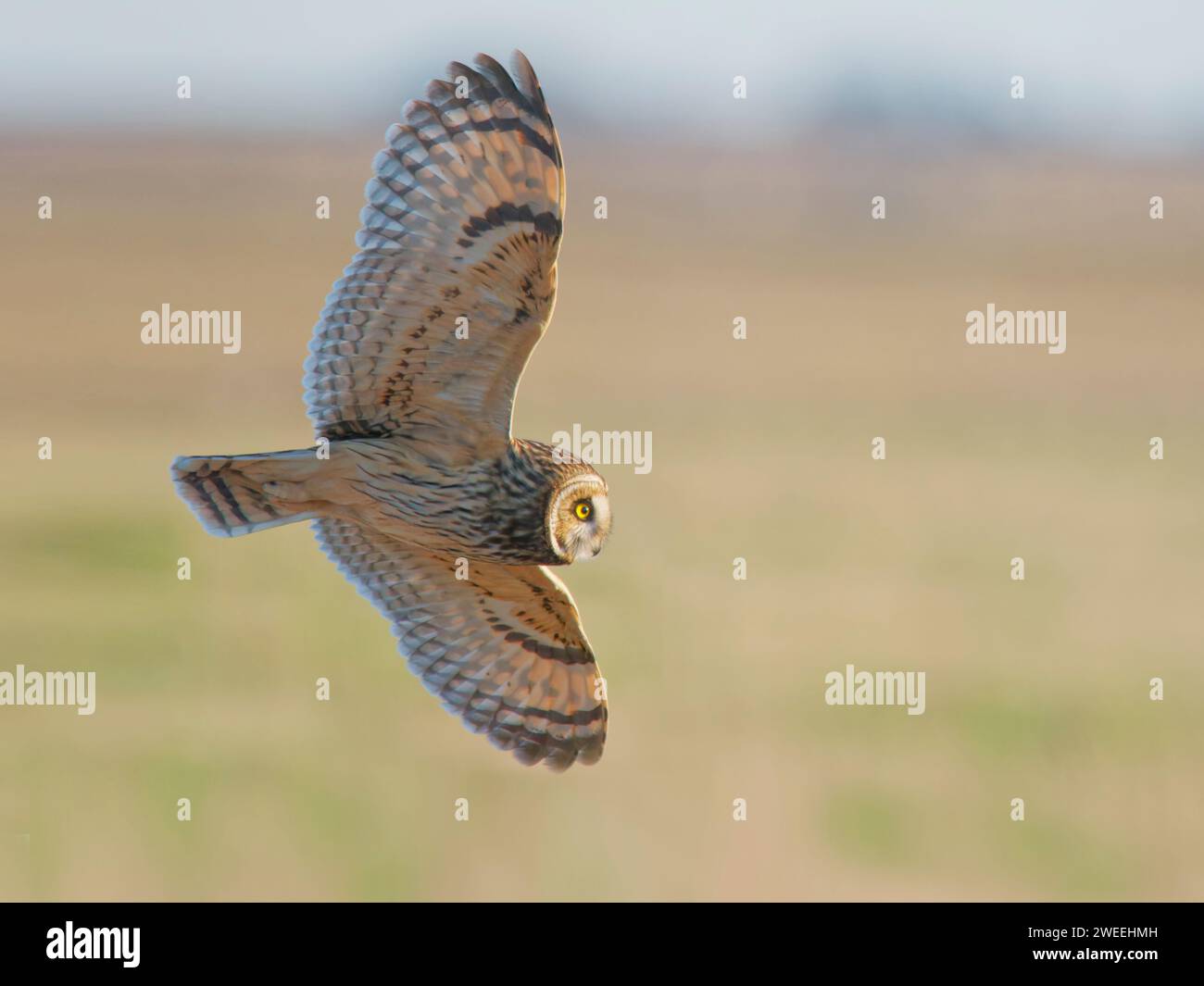 Short Eared Owl hunting over marshland Asio flammeus Wallasea Island,Essex,UK BI039520 Stock Photo