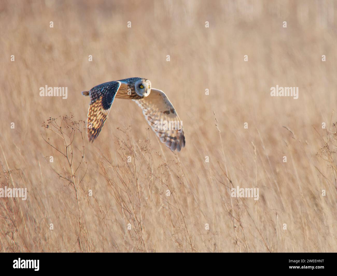 Short Eared Owl hunting over marshland Asio flammeus Wallasea Island,Essex,UK BI039528 Stock Photo