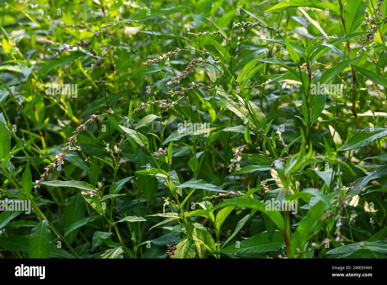 Weed Persicaria lapathifolia grows in a field among agricultural crops. Stock Photo