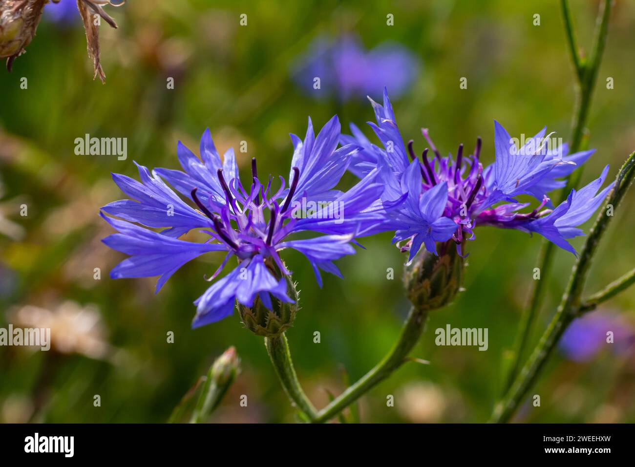 the blue cornflower centaurea cyanus is an edible plant. Stock Photo