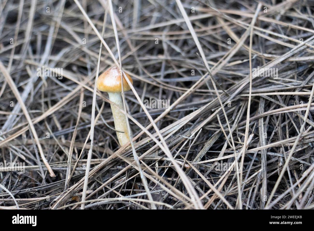 a mushroom growing among the pine needles. pine needle soil. texture Stock Photo