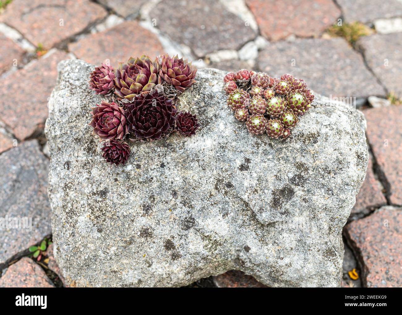 Sempervivum red chieft plant and sempervivum hybridum Rubin plant. Garden rock. Succulents plants Stock Photo