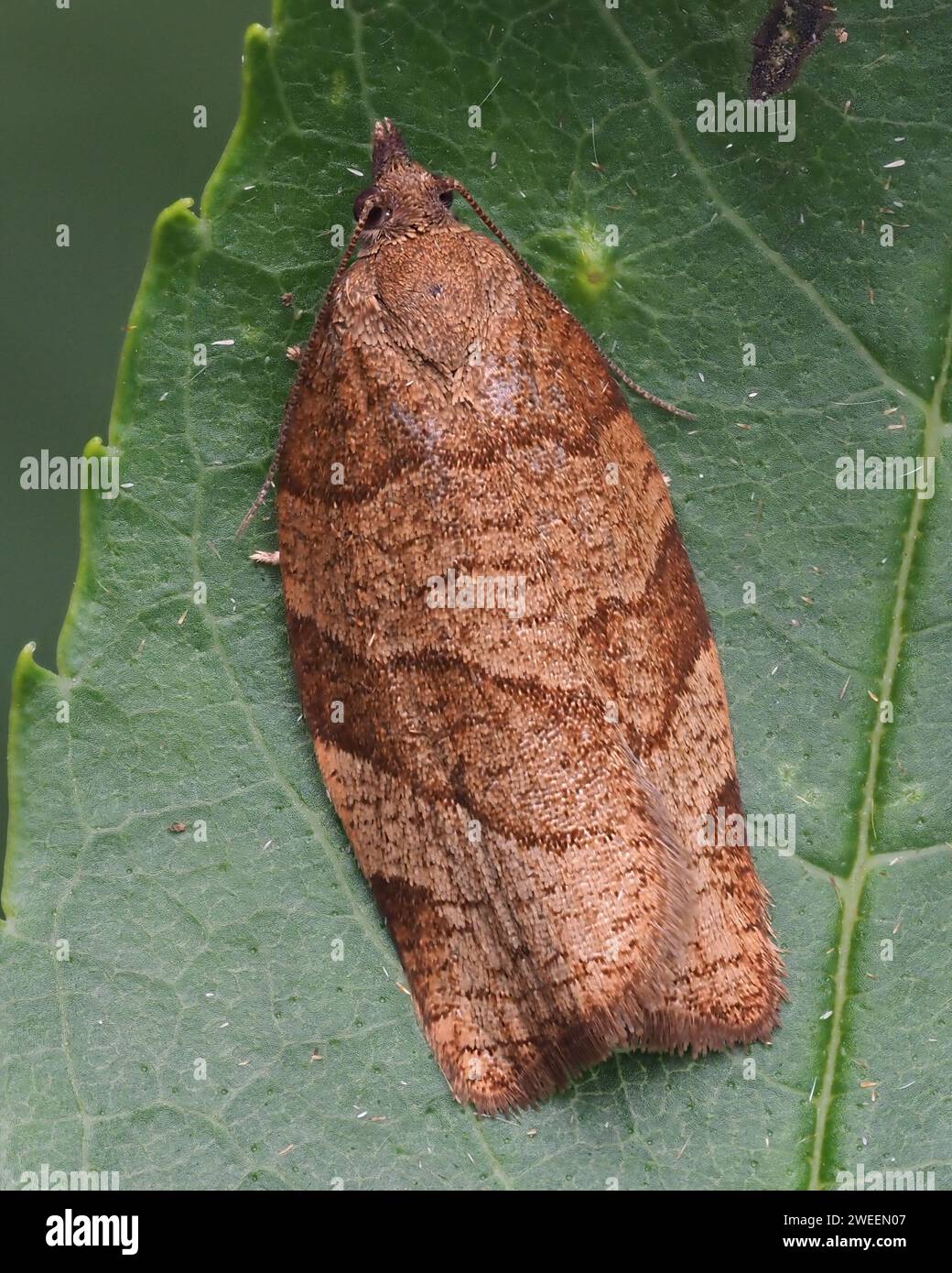 Dark Fruit tree Tortrix moth (Pandemis heparana). Tipperary, Ireland Stock Photo