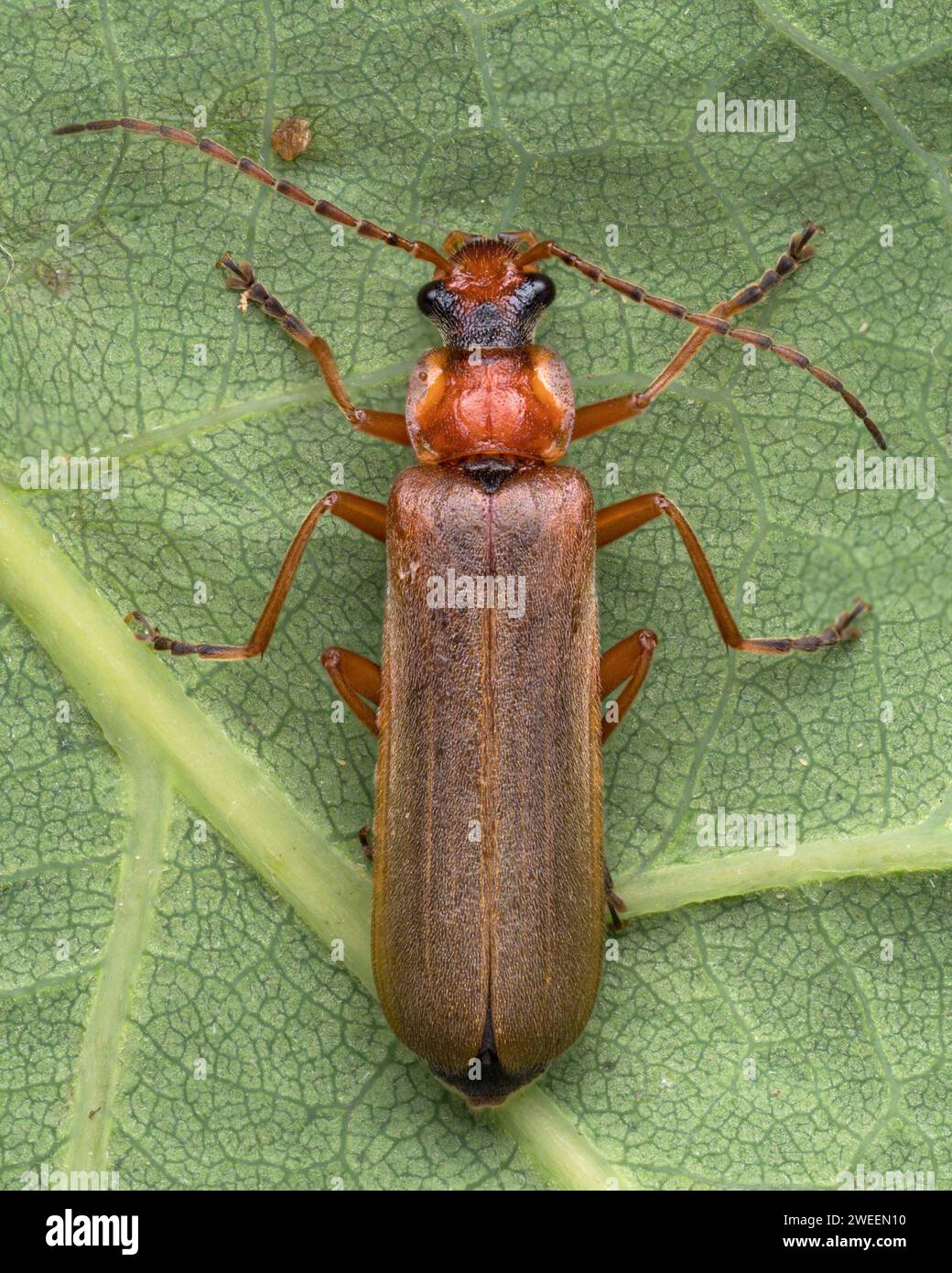 Dorsal view of Podabrus alpinus Soldier Beetle on underside of leaf. Tipperary, Ireland Stock Photo