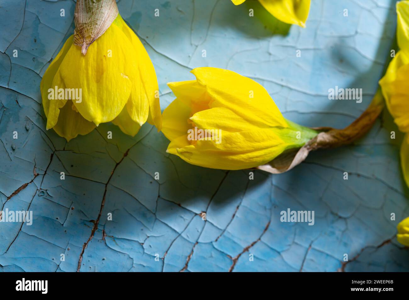 Top view of yellow spring narcissus flowers Stock Photo