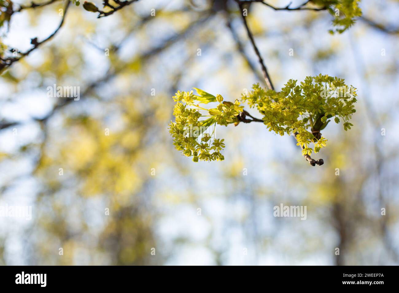 Spring flowers on maple tree nature outdoor Stock Photo
