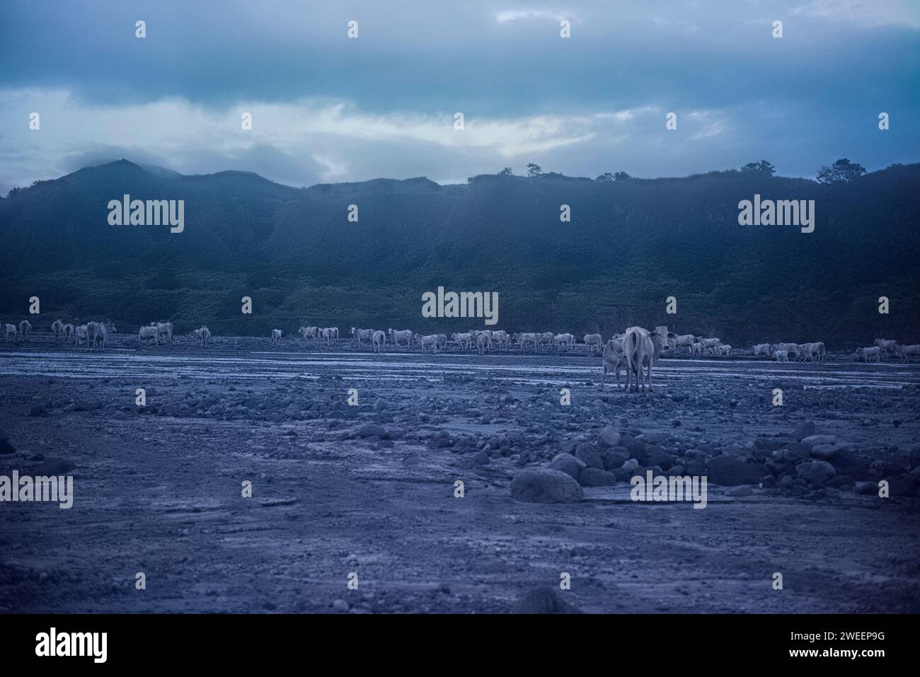 Herds of cattle at Mount Pinatubo, Zambales, Luzon, Philippines Stock Photo